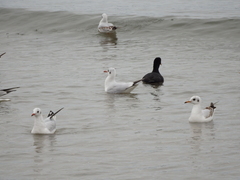 Chroicocephalus ridibundus