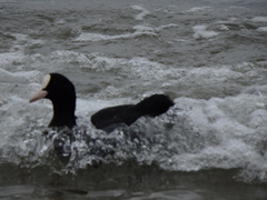 Fulica atra