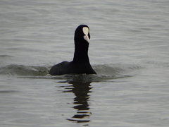 Fulica atra