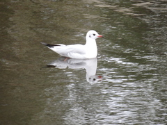 Chroicocephalus ridibundus