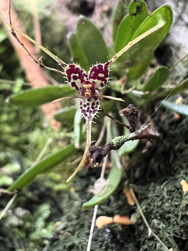 Andreettaea latilabris