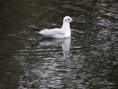 Chroicocephalus ridibundus