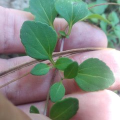 Microspermum nummulariifolium