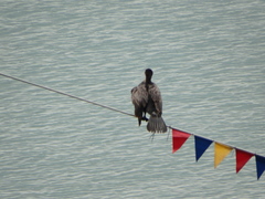 Phalacrocorax carbo