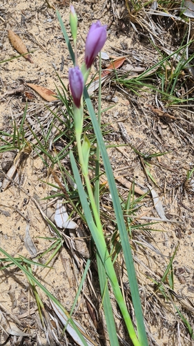 Image of Gladiolus gueinzii by no rights reserved