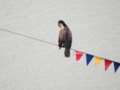 Phalacrocorax carbo
