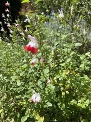 Salvia microphylla microphylla