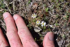 Chaetopappa asteroides