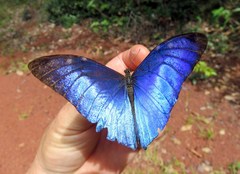 Morpho marcus