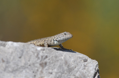 Sceloporus gadoviae