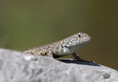 Sceloporus gadoviae