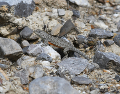 Sceloporus gadoviae