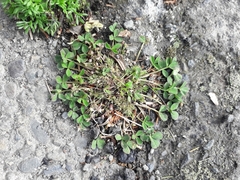 Trifolium suffocatum