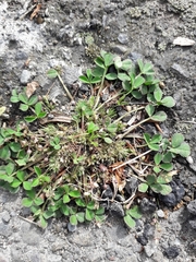 Trifolium suffocatum