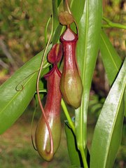 Nepenthes alata × ventricosa