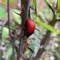Elytrosphaera xanthopyga
