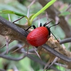 Elytrosphaera xanthopyga