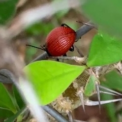 Elytrosphaera xanthopyga