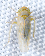 Neoaliturus tenellus