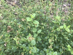 Gonocarpus micranthus