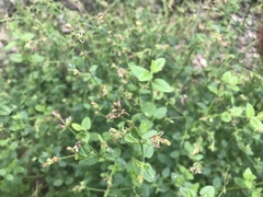 Gonocarpus micranthus