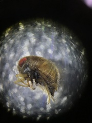 Neoplea striola