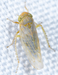 Neoaliturus tenellus