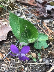 Viola sagittata