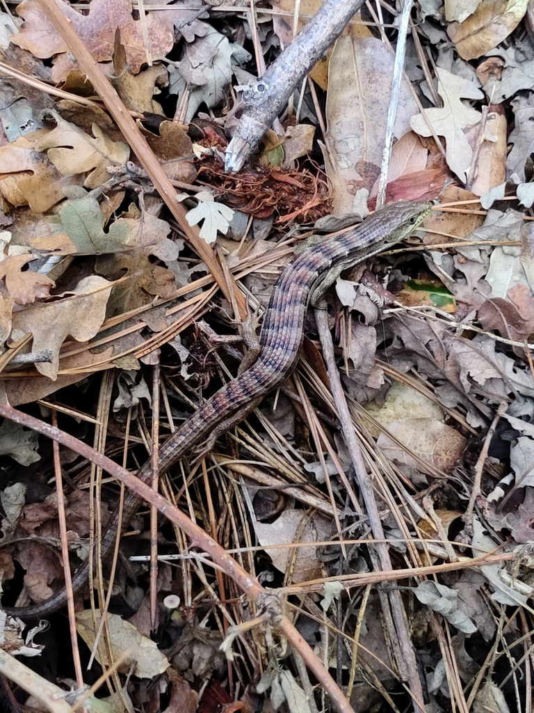 California Alligator Lizard from El Dorado Trail Head (Mosquito Rd.) on ...