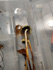 Stropharia semigloboides