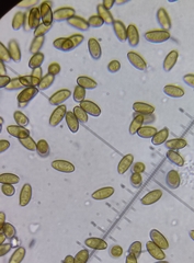 Stropharia semigloboides