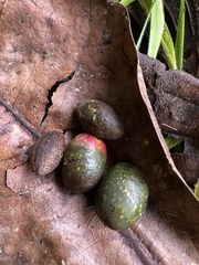 Ocotea caesariata