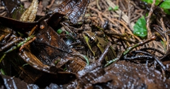 Lithobates taylori
