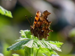 Polygonia c-album