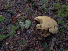 Polyporoletus sublividus