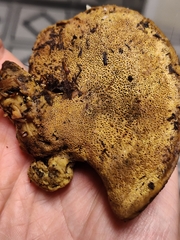 Polyporoletus sublividus