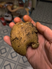 Polyporoletus sublividus