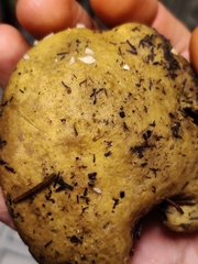 Polyporoletus sublividus