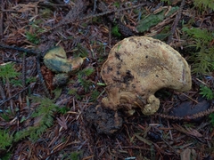 Polyporoletus sublividus