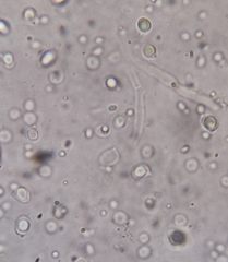 Polyporoletus sublividus