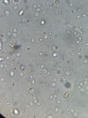 Polyporoletus sublividus