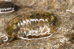 Sphaeromatoidea