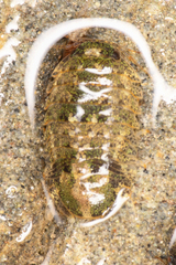 Sphaeromatoidea
