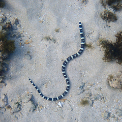 Leiuranus versicolor