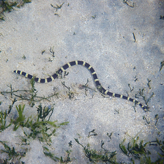 Leiuranus semicinctus