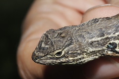 Sceloporus scalaris