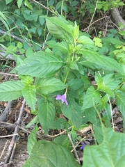 Ruellia strepens