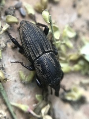 Sphenophorus compressirostris
