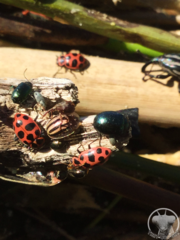 Agroiconota bivittata