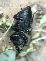 Sphenophorus compressirostris